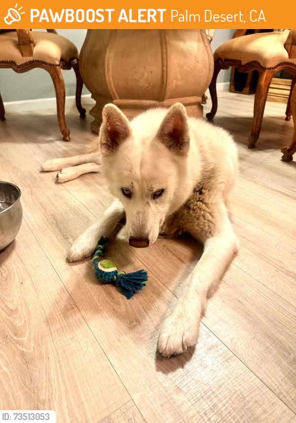 Found/Stray Unknown Dog last seen Sun city palm desert ca, Palm Desert, CA 92211
