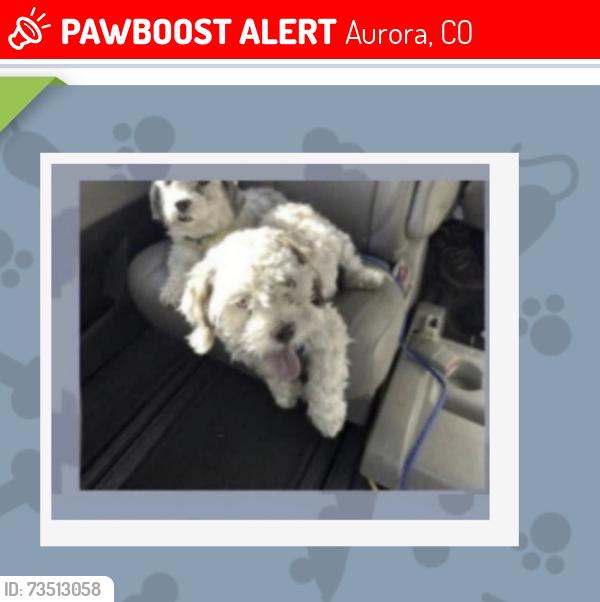 Lost Male Dog last seen Near s salida st, Aurora, CO 80013