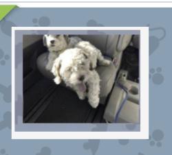 Lost Male Dog last seen Near s salida st, Aurora, CO 80013