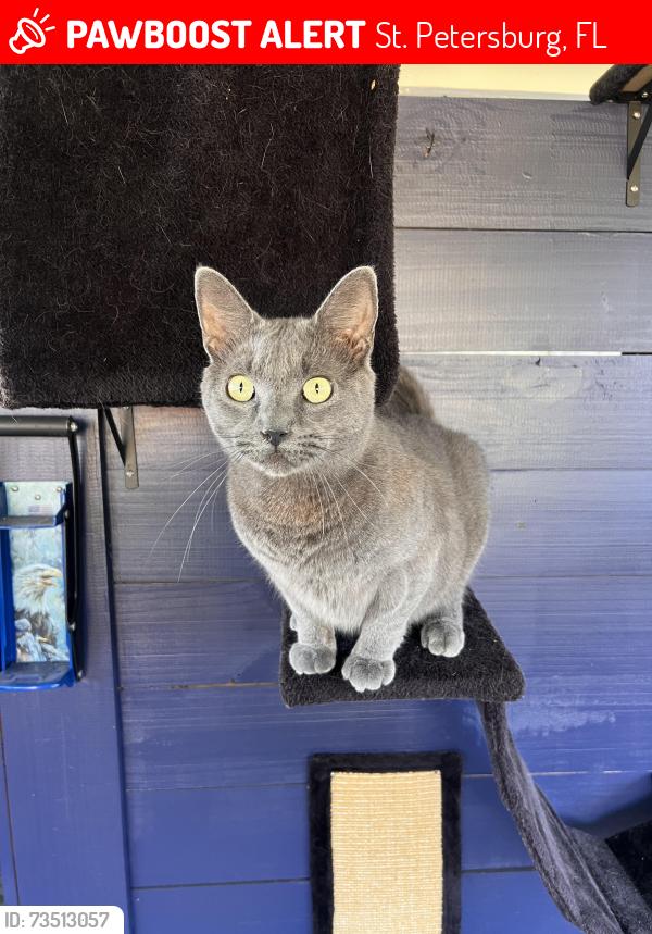 Lost Male Cat last seen MLK and 54th Ave N, St. Petersburg, FL 33703