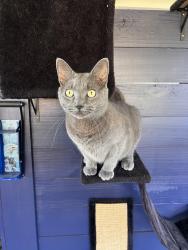 Lost Male Cat last seen MLK and 54th Ave N, St. Petersburg, FL 33703