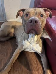Reunited Female Dog last seen Kenilworth ave, Prince George's County, MD 20737