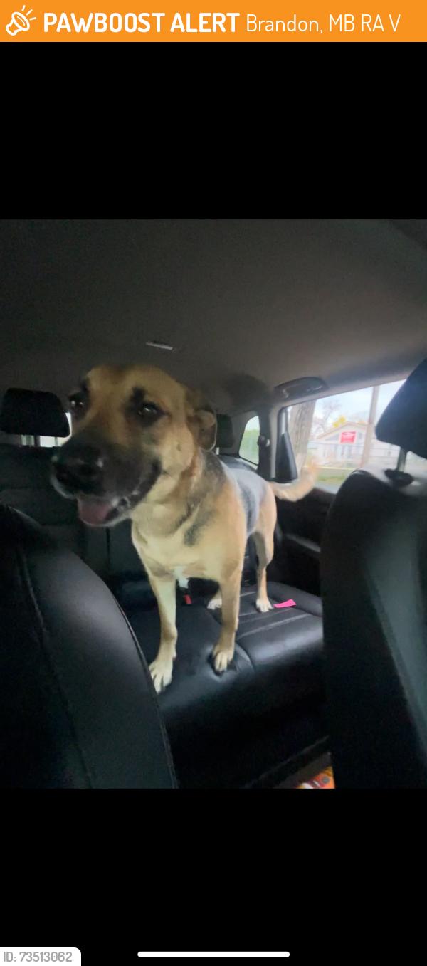 Found/Stray Female Dog last seen 1st and princess ave, Brandon, MB R7A 1V3