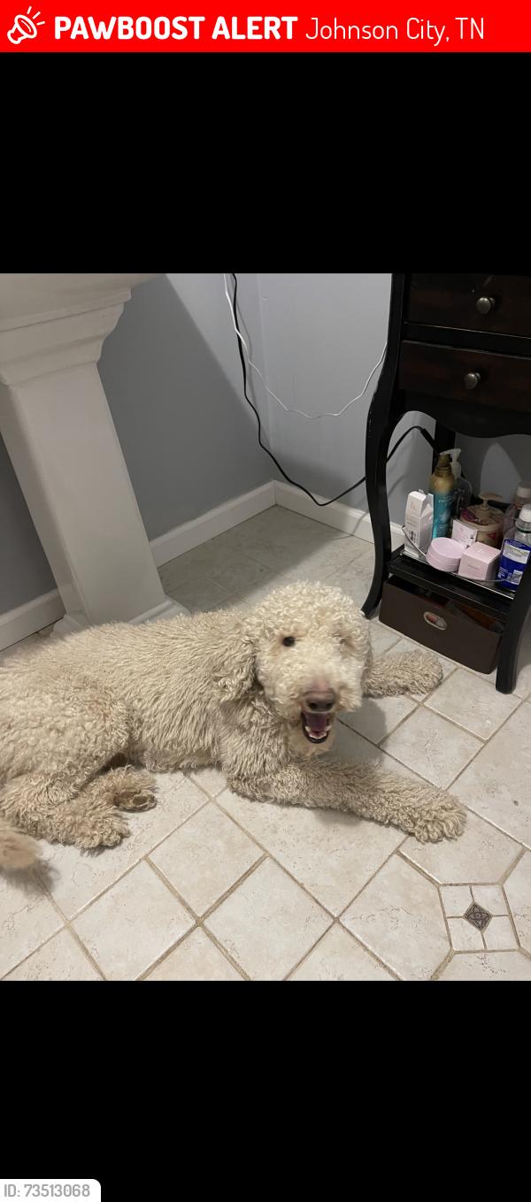 Lost Male Dog last seen Rotary park, Johnson City, TN 37601
