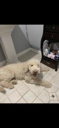 Lost Male Dog last seen Rotary park, Johnson City, TN 37601