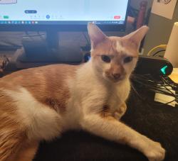 Found/Stray Male Cat last seen Lange Middle School, Columbia, MO 65202
