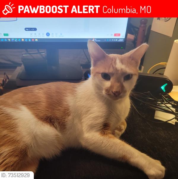 Found/Stray Male Cat last seen Lange Middle School, Columbia, MO 65202