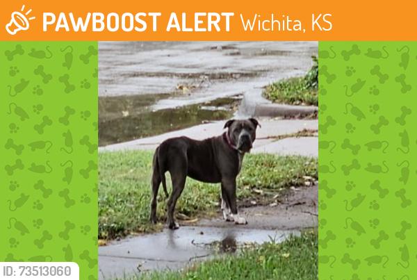 Found/Stray Female Dog last seen 2nd and mclean, Wichita, KS 67203