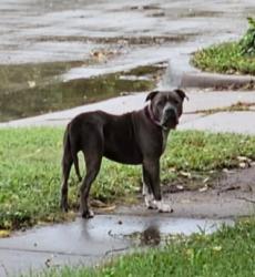 Found/Stray Female Dog last seen 2nd and mclean, Wichita, KS 67203