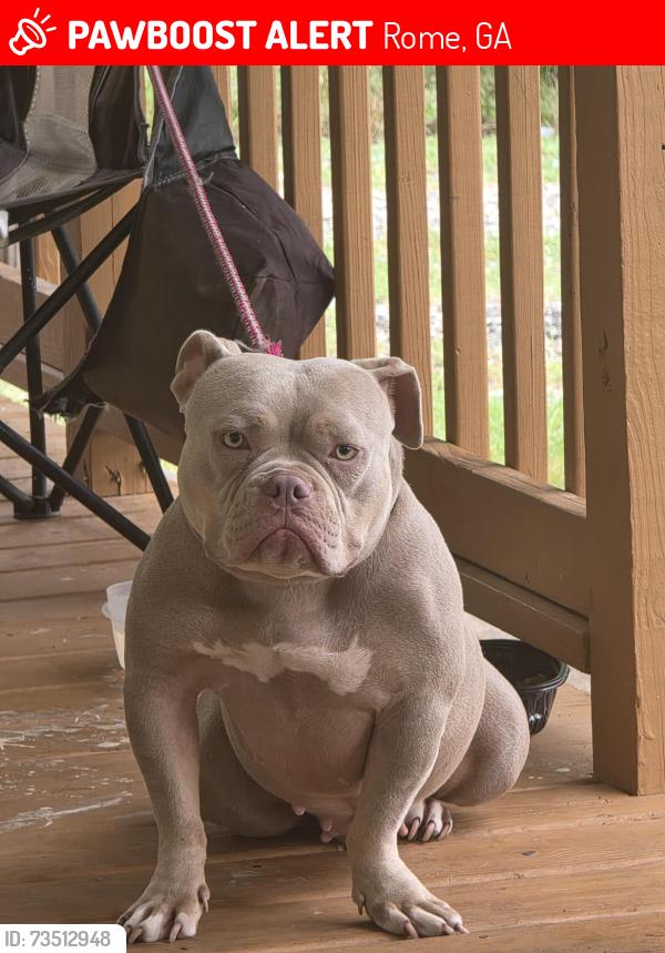Lost Female Dog last seen Highland Street Northeast, Rome, GA 30161
