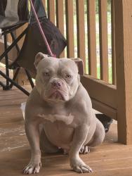 Lost Female Dog last seen Highland Street Northeast, Rome, GA 30161