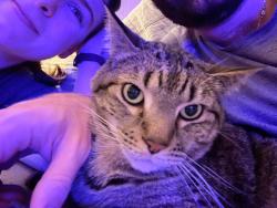 Reunited Male Cat last seen 5th St N and Pollard, Arlington, VA 22203