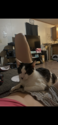 Reunited Male Cat last seen Langley, Pensacola, FL 32504