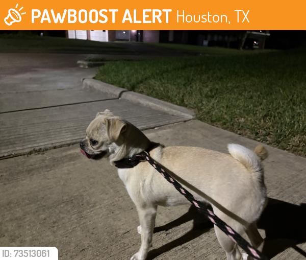 Found/Stray Female Dog last seen Larkwood, Houston, TX 77074