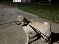 Found/Stray Female Dog last seen Larkwood, Houston, TX 77074