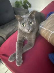 Lost Male Cat last seen Carraozinho e região, Jardim Vila Carrao, SP 08340-240
