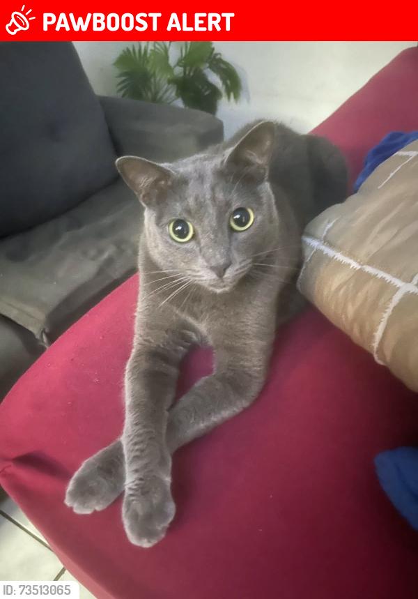 Lost Male Cat last seen Carraozinho e região, Jardim Vila Carrao, SP 08340-240