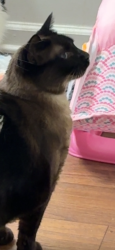 Reunited Male Cat last seen Turtle rock way, High Point, NC 27265