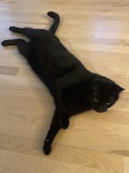 Reunited Male Cat last seen Spyglass and Cottage Way, Broomfield, CO 80023