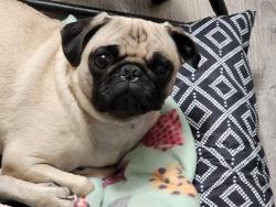 Reunited Female Dog last seen Stanford lamesa, Victorville, CA 92392