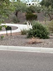 Found/Stray Unknown Dog last seen Near W Running Deer Trail Phoenix, AZ 85083 United States, Phoenix, AZ 85083