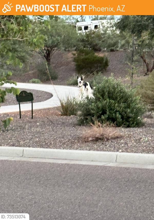 Found/Stray Unknown Dog last seen Near W Running Deer Trail Phoenix, AZ 85083 United States, Phoenix, AZ 85083