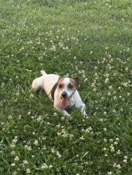 Lost Male Dog last seen Broke from runner at pur home, Gillsville, GA 30543