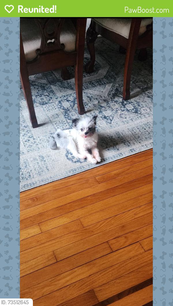 Reunited Male Dog last seen Carwall Avenue, Mount Vernon, NY 10552
