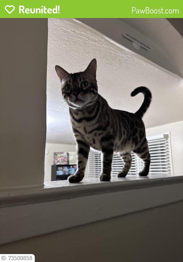 Reunited Female Cat last seen Middlesex and Blossom roads, Rochester, NY 14610