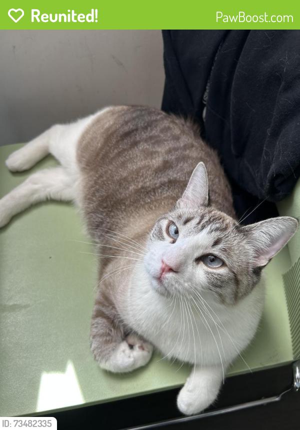 Reunited Male Cat last seen Powell st and Princess Ave, Vancouver, BC V6A 1G8