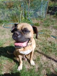 Lost Male Dog last seen By the closed store, Home Valley, WA 98648