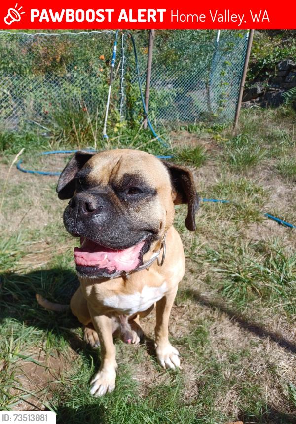 Lost Male Dog last seen By the closed store, Home Valley, WA 98648