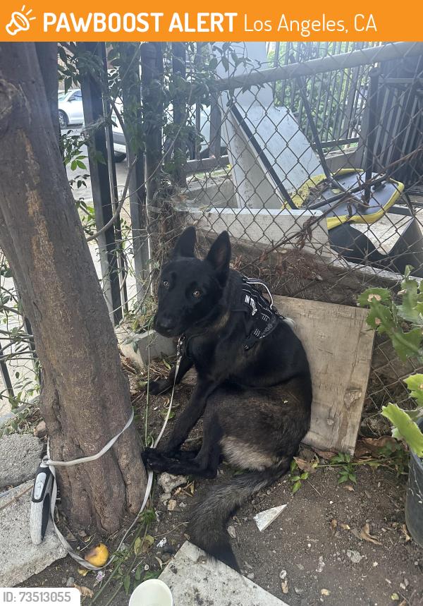 Found/Stray Male Dog last seen Rampant & 3rd, Los Angeles, CA 90026