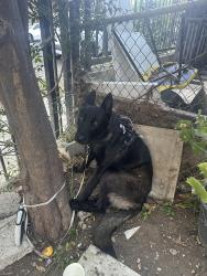 Found/Stray Male Dog last seen Rampant & 3rd, Los Angeles, CA 90026