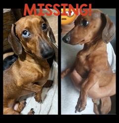 Reunited Male Dog last seen South Colorado avenue, Mercedes, TX 78570