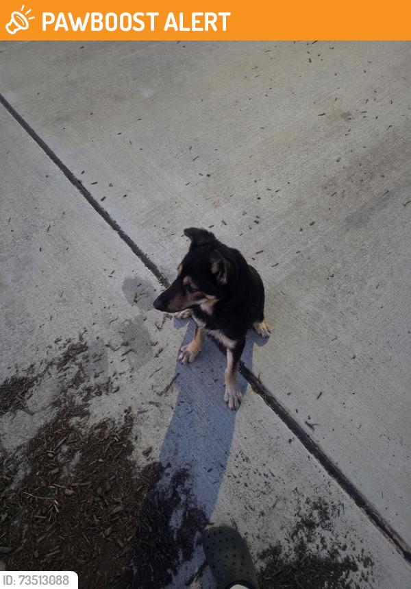 Found/Stray Male Dog last seen Mavera community, Montgomery County, TX 77302