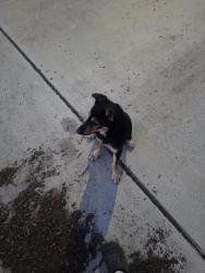 Found/Stray Male Dog last seen Mavera community, Montgomery County, TX 77302