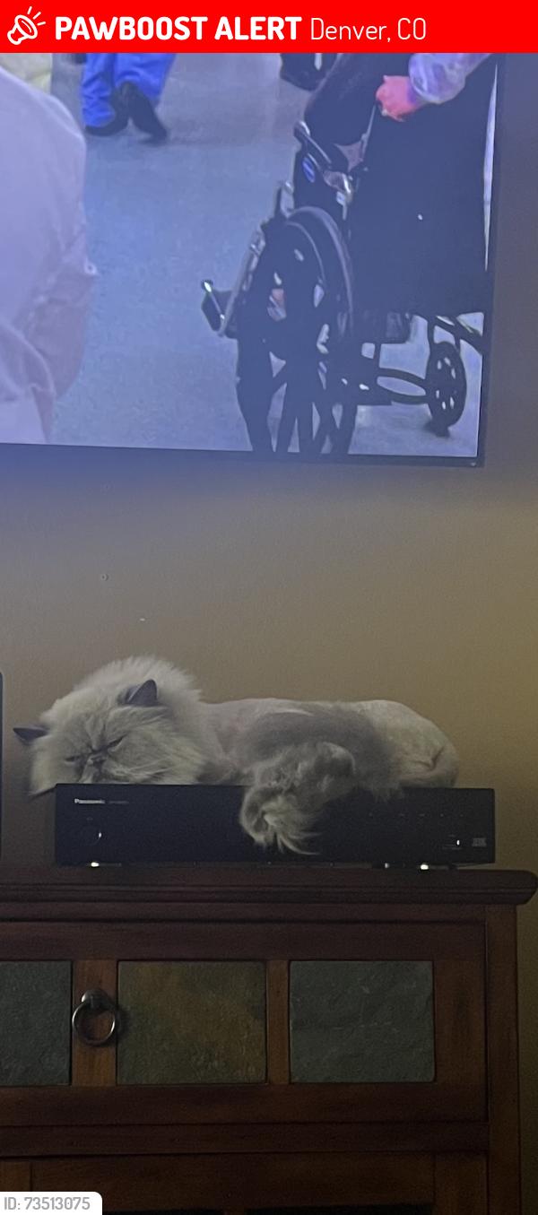 Lost Male Cat last seen Yates St. and Grand Ave., Denver, CO 80236