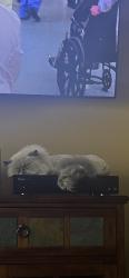 Lost Male Cat last seen Yates St. and Grand Ave., Denver, CO 80236