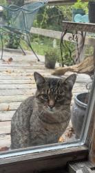Found/Stray Unknown Cat last seen Birchmount and Kingston, Toronto, ON 
