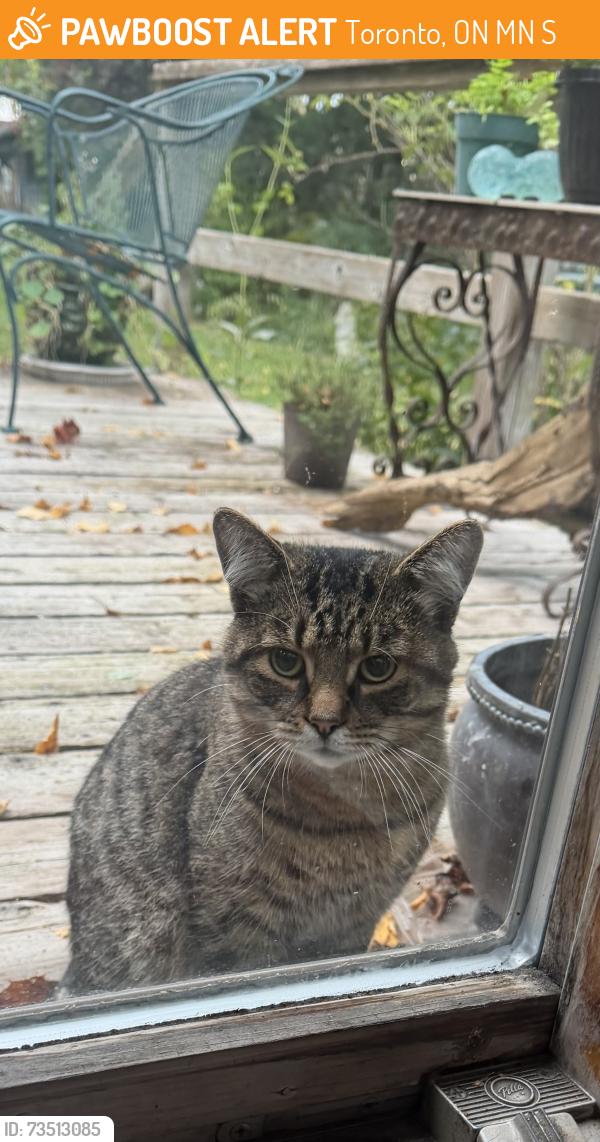 Found/Stray Unknown Cat last seen Birchmount and Kingston, Toronto, ON 