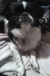 Lost Male Dog last seen Herb Martinez Park or Camino Carlos Rey or near Rodeo plaza or Las Campanas Park, Santa Fe, NM 87507