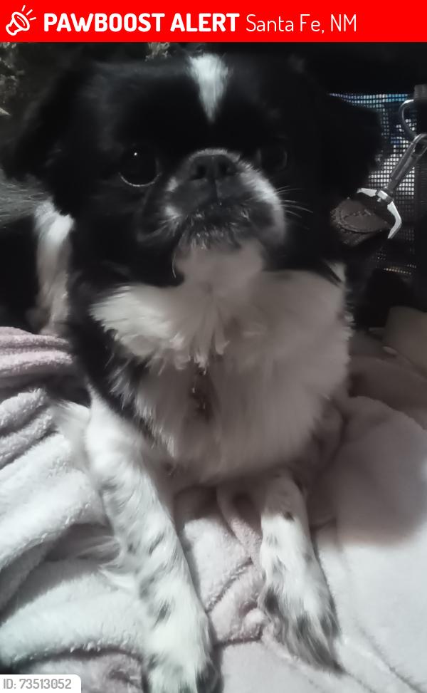 Lost Male Dog last seen Herb Martinez Park or Camino Carlos Rey or near Rodeo plaza or Las Campanas Park, Santa Fe, NM 87507