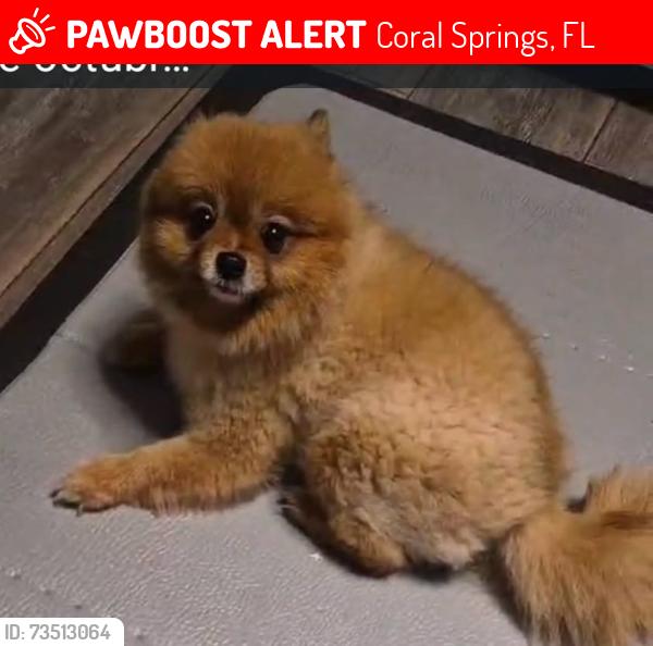 Lost Female Dog last seen Shadow wood, Coral Springs, FL 33071