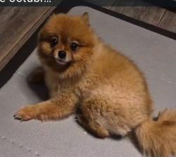 Lost Female Dog last seen Shadow wood, Coral Springs, FL 33071