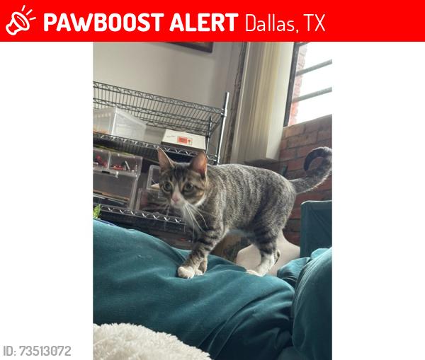 Lost Female Cat last seen China alley lofts, Dallas, TX 75215