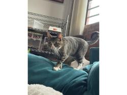 Lost Female Cat last seen China alley lofts, Dallas, TX 75215