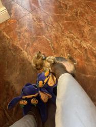 Reunited Male Dog last seen North Sherman circle, Miramar, FL 33025