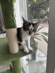 Lost Male Cat last seen Near Brea Canyon Road, Brea, CA 92822