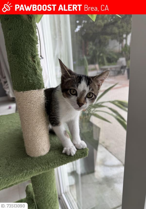 Lost Male Cat last seen Near Brea Canyon Road, Brea, CA 92822